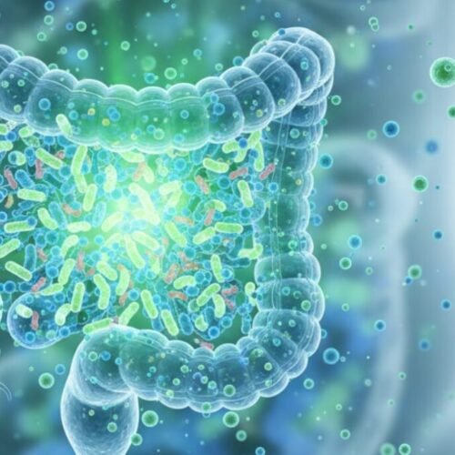 Most people don't think about their gut until something goes wrong: bloating after meals, sluggish digestion, or catching every cold that goes around the office.